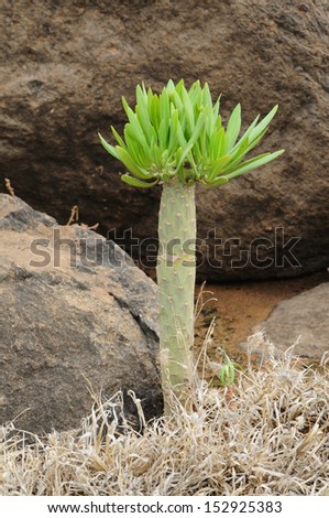 A native plant on the north coast of Lanzarote.