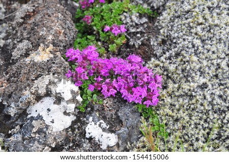 Moss and wild flowers growing on lava on Iceland\'s southern coast.
