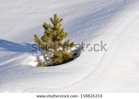 A pine in snow, Taurus Mountains, southern Turkey.