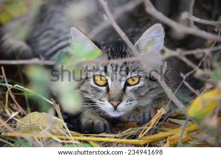 A cat lurking in bushes in Kos, Greece.