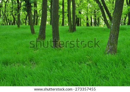 An unusually patch of green oak forest with a carpet of even grass outside of Bratislava, Slovakia.