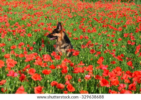 A young german shepherd in a vast meadow of wild red poppies in western Slovakia in summer.