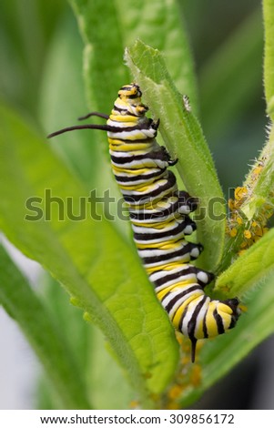 Monarch Caterpillar 2