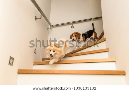 Dogs running down the stairs beagle with german spitz