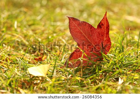 Landed in the grass on the Maple Leaf