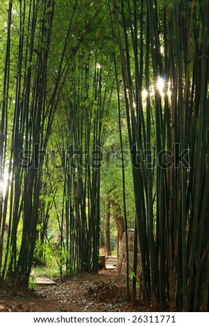 secret path in bamboo forest