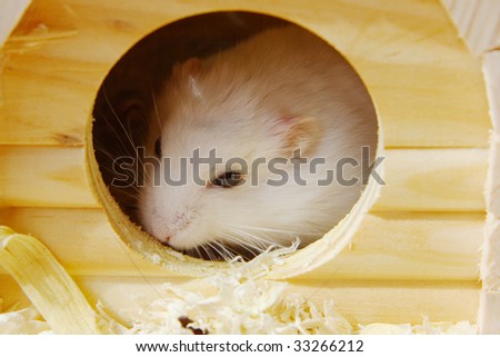 Hamster and its home
