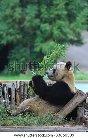 Endangered animal Panda