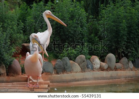 Great white pelican (Pelecanus onocrotalus). Pelican is ancient symbol of maternal love.