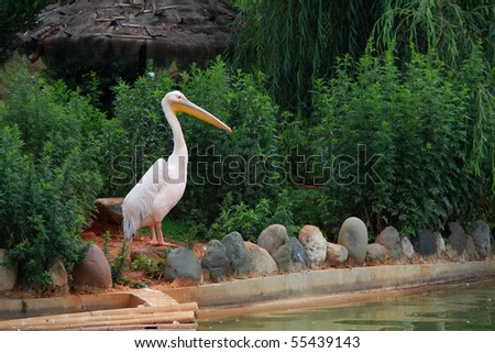 Great white pelican (Pelecanus onocrotalus). Pelican is ancient symbol of maternal love.