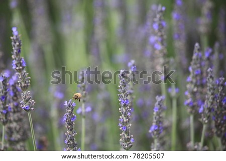 lavender and bee. closeup detail of a herbal plant
