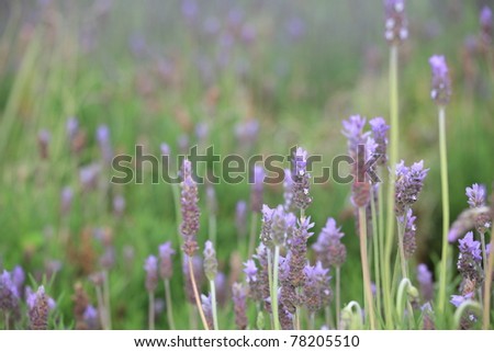 lavender field. closeup detail of a herbal plant