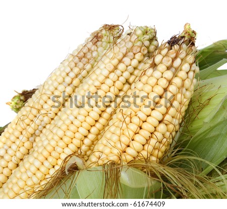 Fresh corn vegetable with green leaves isolated on white background