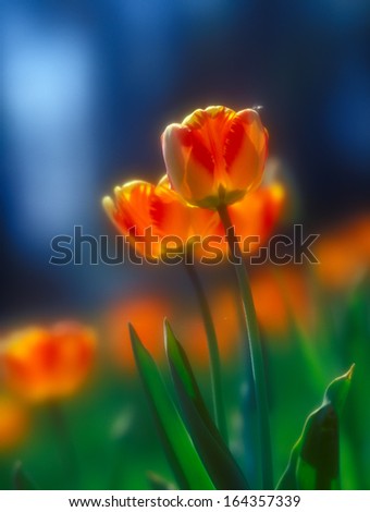 Beautiful spring tulips taken with soft focus lens.