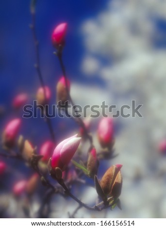 Magnolia buds, taken with shallow depth of field and soft focus lens. Useful as background.