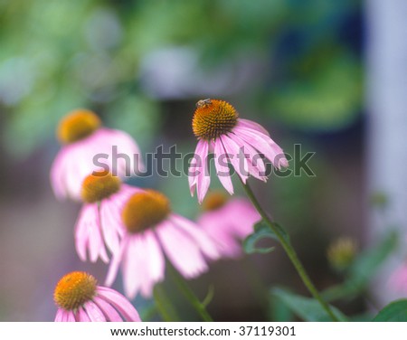 Echinacea - natural remedy for boost the body\'s immune system.