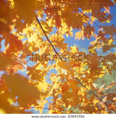 Fall trees against the blue sky. High resolution.