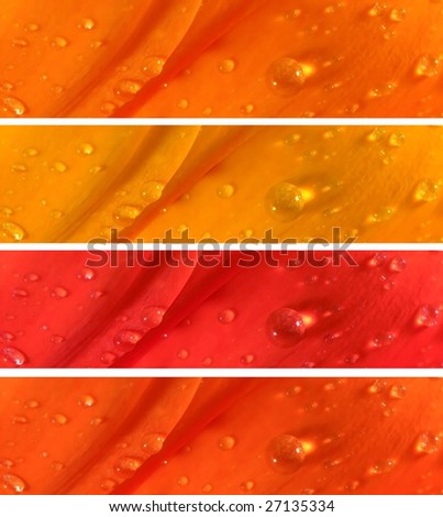Banners - Water drops on flower petals