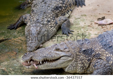 Crocodiles Modesto Ca