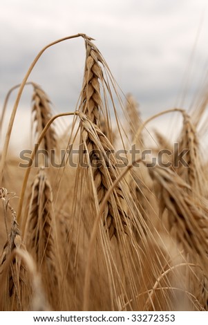 Barley field - golden ears under cloudy skies