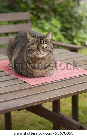 Cat relaxing on a table in the garden