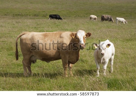 Cows in the Scottish country