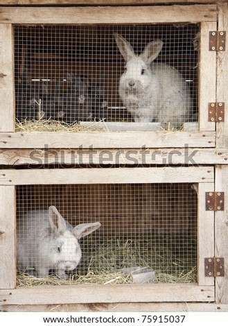 Breeding rabbits on a farm in small boxes