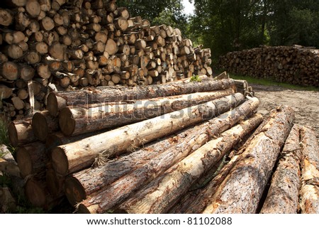 Logs of fuel wood put into large piles