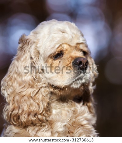 Portrait of american cocker spaniel on blurred nature background