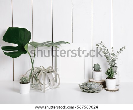 Stylish feminine space with monstera leaves in vase, cactus, eucalyptus, succulent and tillandsia at home or studio with white wooden background on shelf. Isolated mockup frame. Styled still life