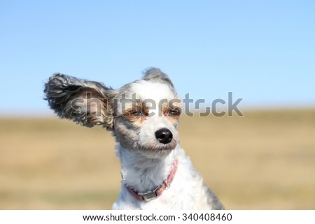 a small white dog with big ears enjoys the sun and wind