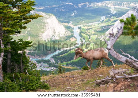 Big horned sheep in the Rocky Mountains
