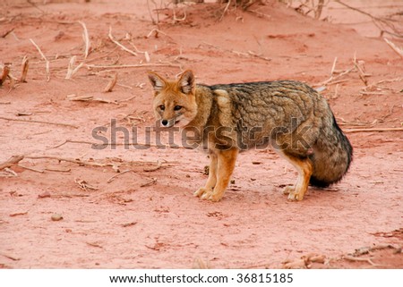 Desert Fox, Talampaya Argentina