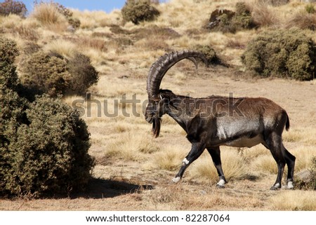 ethiopian ibex