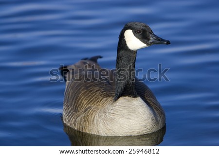 Canada goose on lake with smooth water ripples in background