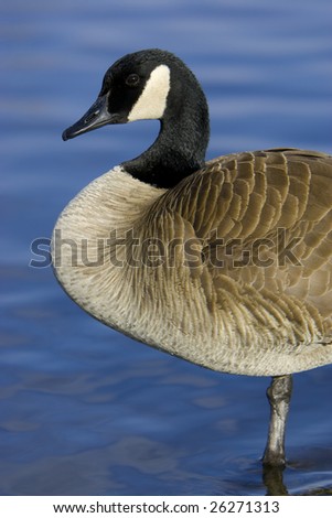 Standing Canada goose on lake shore with smooth water ripples in background