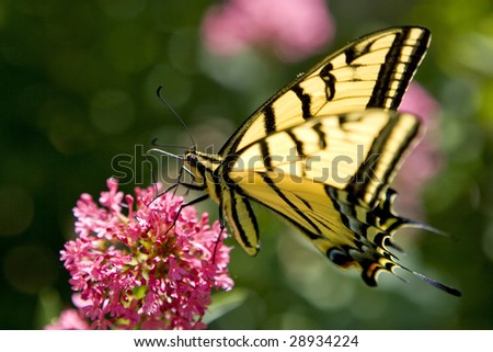 Yellow swallowtail butterfly on butterfly bush blooms