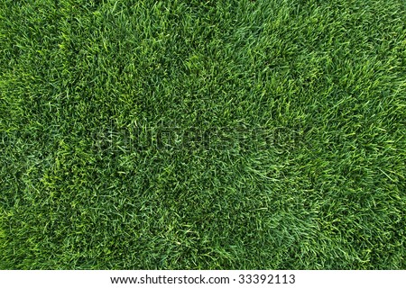 View of vibrant green grass as seen from directly above