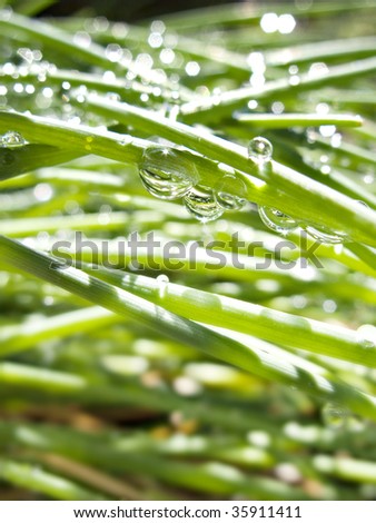 Chive Leaves with Dew Drops