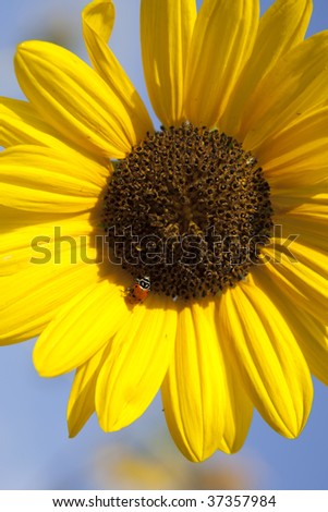 Sunflower with red ladybug against blue sky