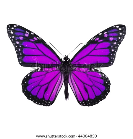 stock photo Purple Butterfly Isolated on White Background