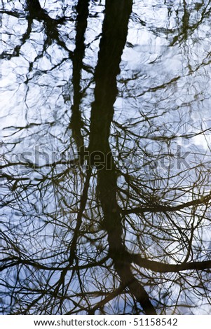 Dark Tree Reflection in Lake Water. Focus on tree branch reflections.