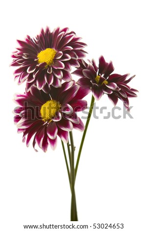 Pink Chrysanthemum Isolated on White. Studio lit and isolated