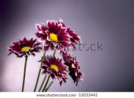 Purple Chrysanthemum on Spot Lit Background. Studio shot.