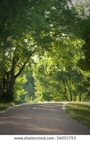 Rural Path through Forest. Summer afternoon light backlighting trees.
