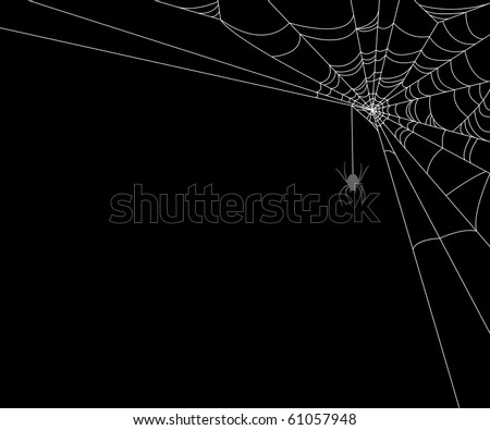 Spider Black Background