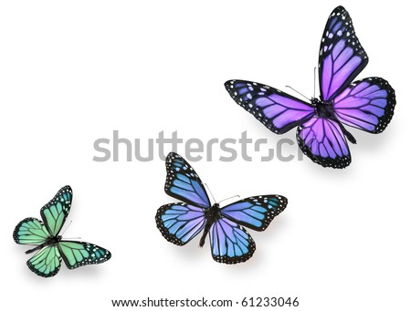 Green blue and purple butterflies isolated on white