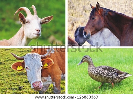 farm animals - collage