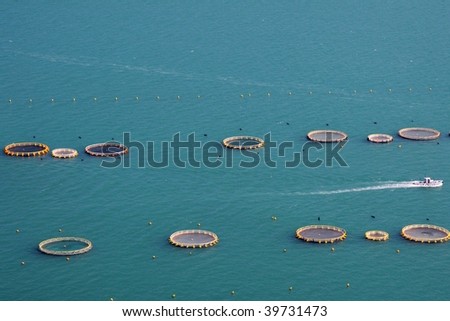  Fish Farming on Fish Farming In The Sea Stock Photo 39731473   Shutterstock