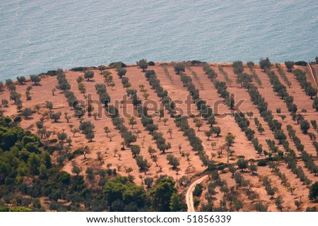 olives field and sea
